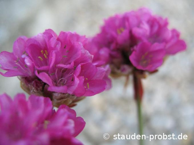 Armeria maritima 'Düsseldorfer Stolz' - Grasnelke
