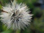 arnica-chamissonis-2