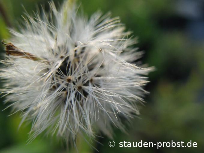 Arnica chamissonis - Wiesenarnika