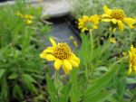 arnica-chamissonis