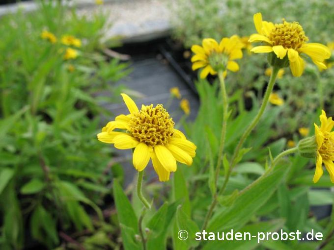 Arnica chamissonis - Wiesenarnika