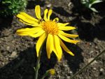 arnica-montana-2