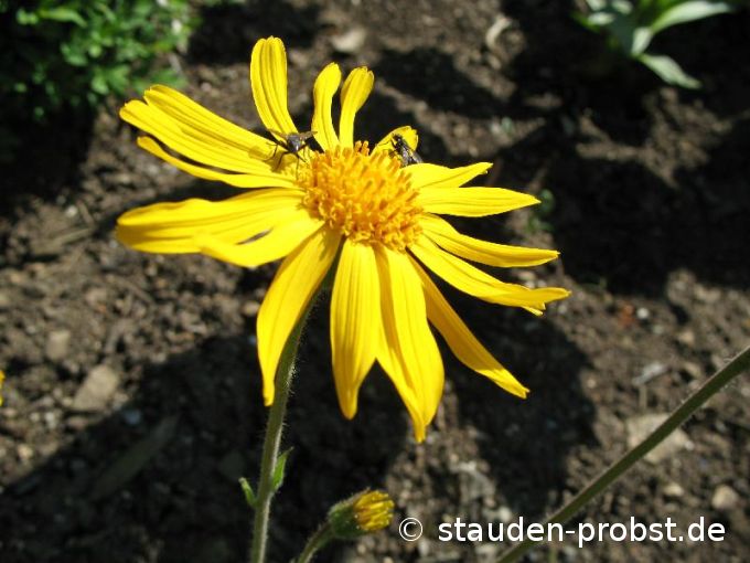 Arnica montana - Berg Arnika