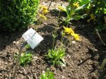 arnica-montana-3