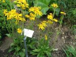 arnica-montana-5