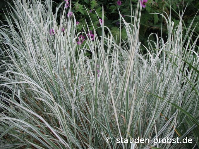 Arrhenatherum elatius ssp. bulbosum 'Variegatum' - Glatthafer