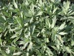 artemisia-ludoviciana-valerie-finnis