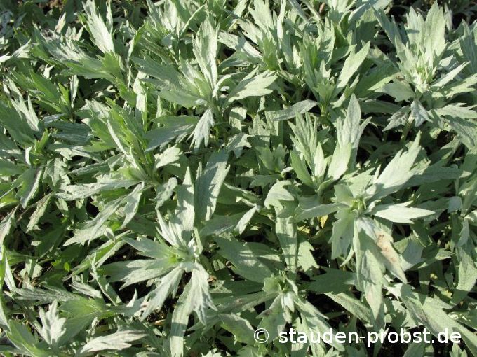 Artemisia ludoviciana 'Valerie Finnis' - Silbriger Wermut