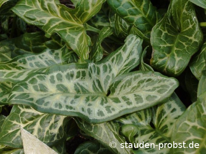 Arum maculatum - Aronstab