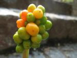 arum-maculatum-3