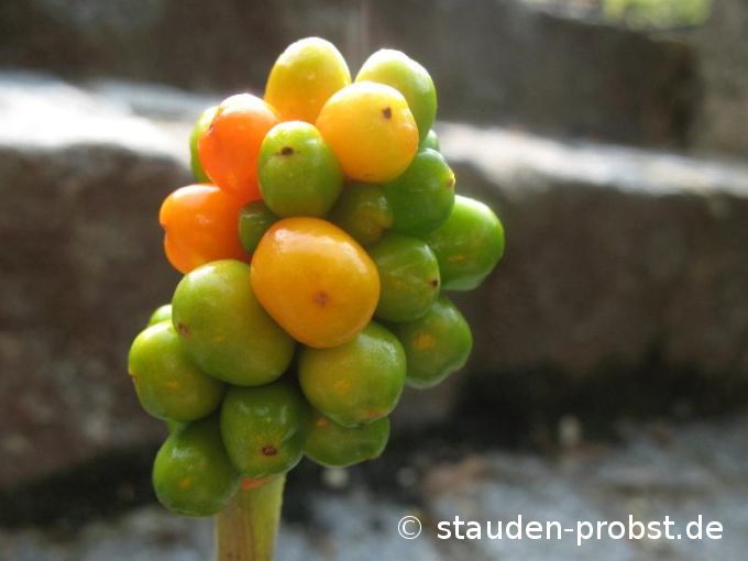 Arum maculatum - Aronstab