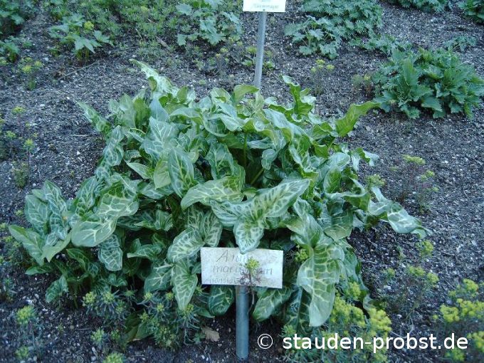 Arum maculatum - Aronstab