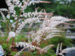 aruncus-aethusifolius-johannisfest