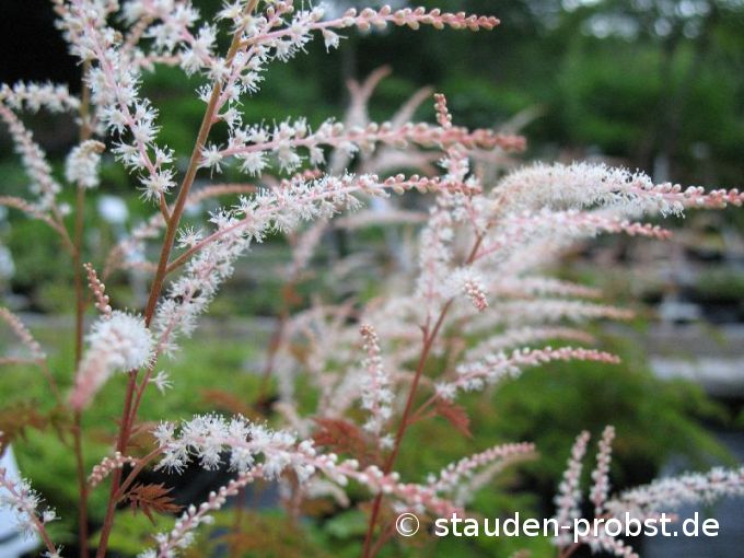 Aruncus aethusifolius 'Johannisfest' - Geisbart