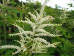 aruncus-dioicus-3