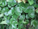 asarum-europaeum-2