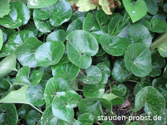 Asarum europaeum - Haselwurz