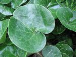 asarum-europaeum