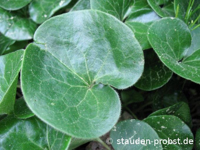 Asarum europaeum - Haselwurz