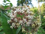 asclepias-syriaca-2