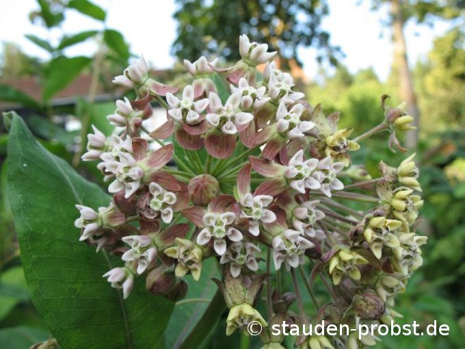 Asclepias syriaca - Syrische Seidenpflanze