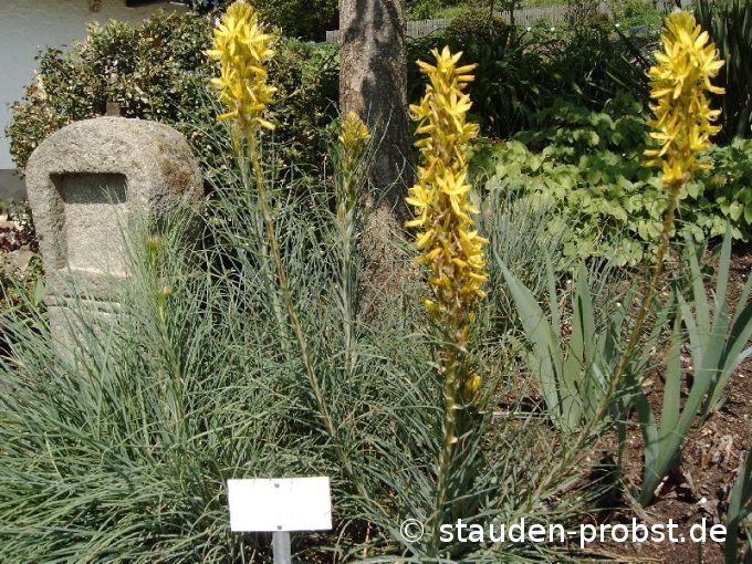 Asphodeline lutea - Mittelmeer Junkerlilie