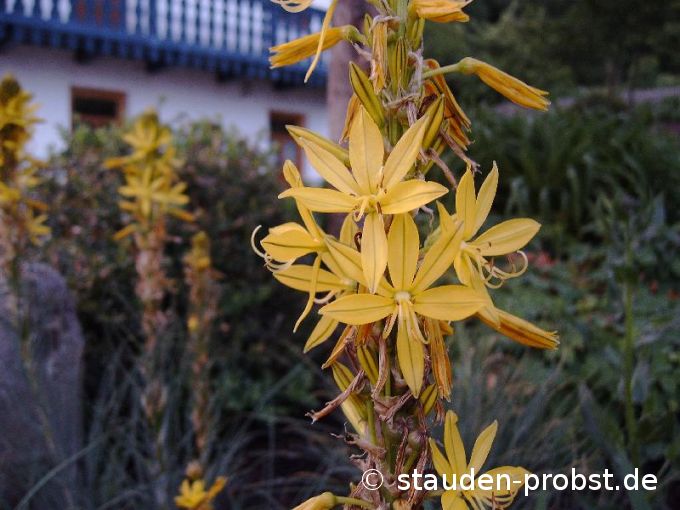 Asphodeline lutea - Mittelmeer Junkerlilie