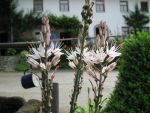 asphodelus-albus