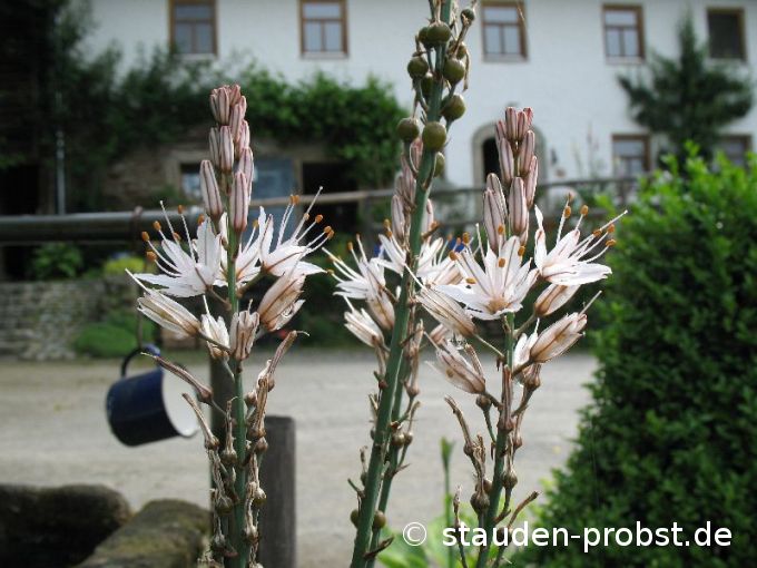 Asphodelus albus - Affodil