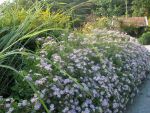 aster-ageratoides-asran-2