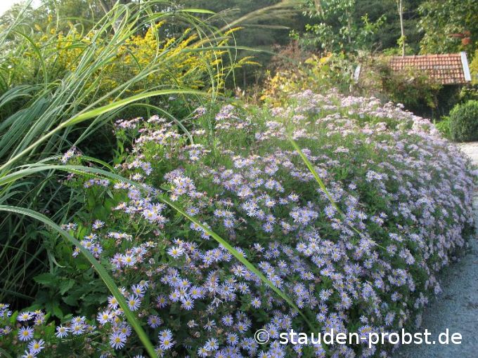 Aster ageratoides 'Asran' - Japanische Aster