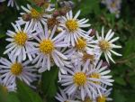 aster-ageratoides-asran-3