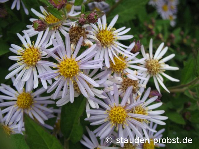 Aster ageratoides 'Asran' - Japanische Aster