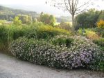 aster-ageratoides-asran