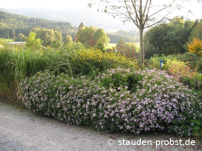 Aster ageratoides 'Asran' - Japanische Aster