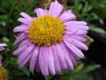 aster-alpinus-happy-end