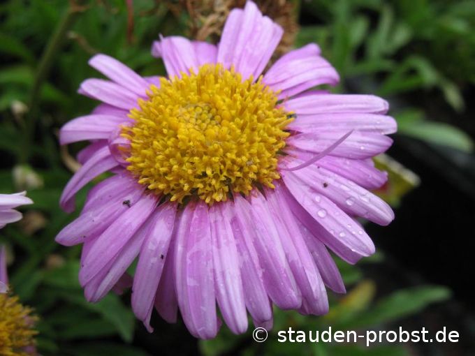 Aster alpinus 'Happy End' - Alpenaster
