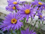 aster-amellus-butzemann-2