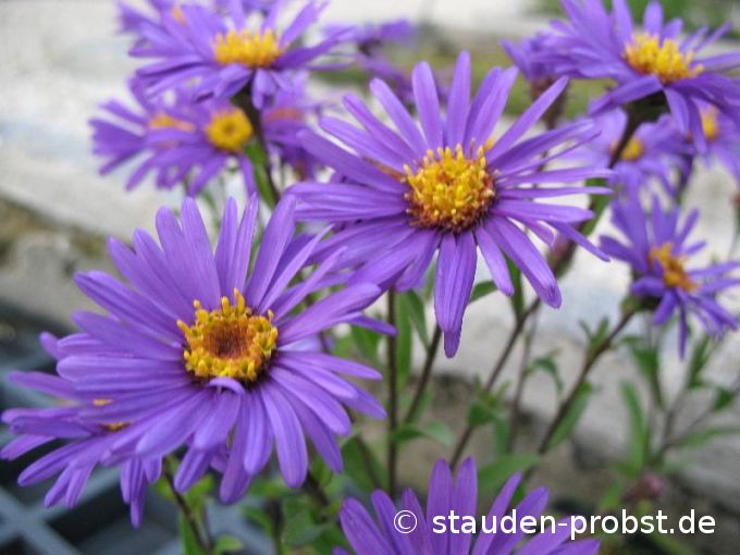 Aster amellus 'Butzemann' - Bergaster