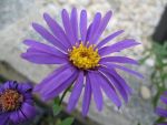 aster-amellus-butzemann