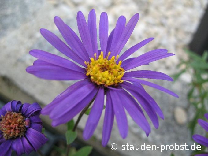 Aster amellus 'Butzemann' - Bergaster