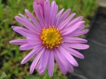 aster-amellus-lady-hindlip