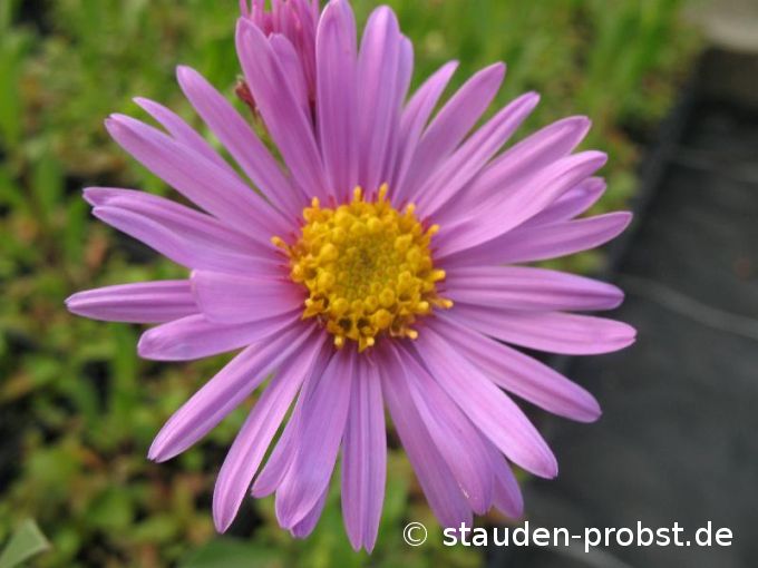 Aster amellus 'Lady Hindlip' - Bergaster