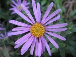aster-amellus-rudolph-goethe-2