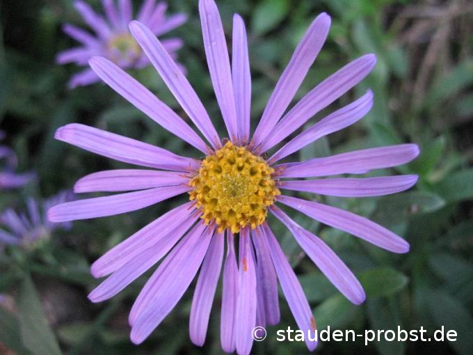 Aster amellus 'Rudolph Goethe' - Bergaster