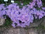 aster-amellus-rudolph-goethe