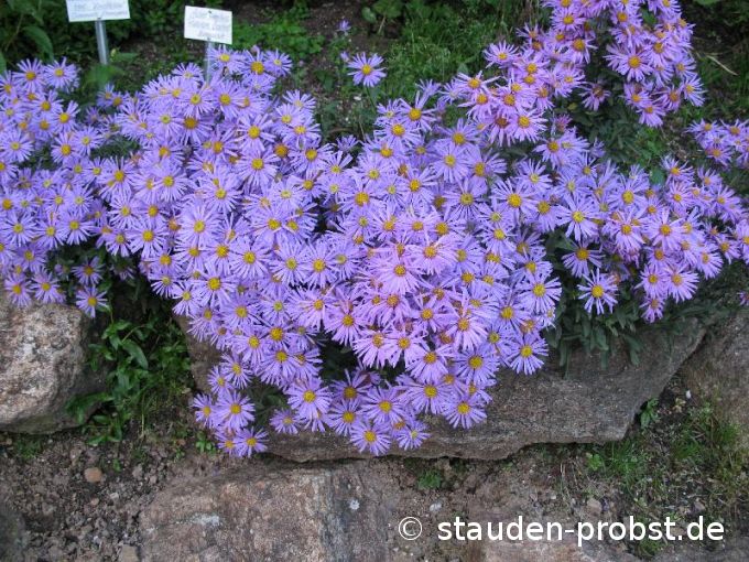 Aster amellus 'Rudolph Goethe' - Bergaster