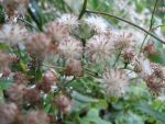 aster-divaricatus-2