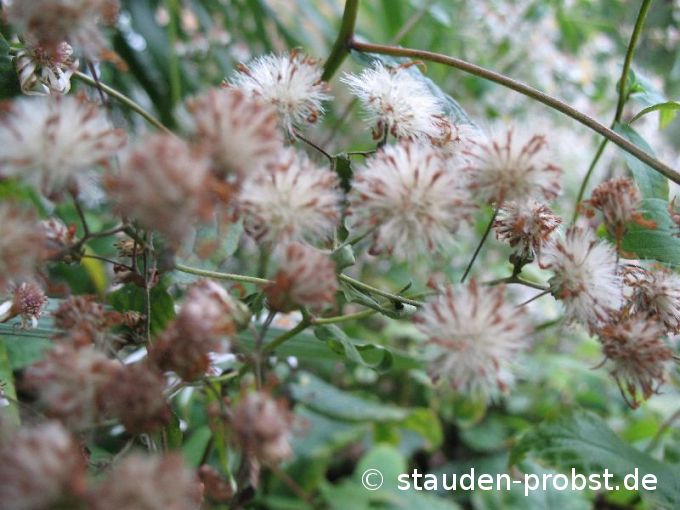 Aster divaricatus - Schattenaster