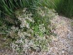 aster-divaricatus-3